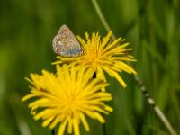 Hauhechel-Bläuling Weibchen